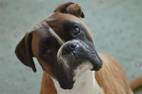  Allergies : Boxers are prone to both environmental and food-related allergies